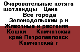 Очаровательные котята шотландцы › Цена ­ 2 000 - Все города, Зеленодольский р-н Животные и растения » Кошки   . Камчатский край,Петропавловск-Камчатский г.